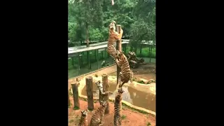 Tigers climb tree for meat
