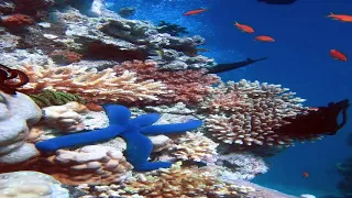 Почему гибнут коралловые рифы?