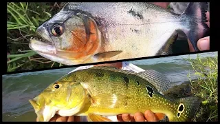 Fishing for Peacock bass and Piranha in a lake - Suriname