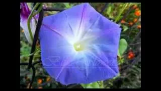 Blue Flower O beauty infinity Music of Sri Chinmoy