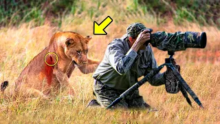 Lioness Begs Photographer For Help, He Is Shocked to Find Out The Reason!