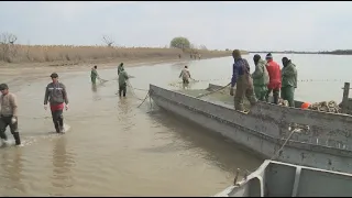 Рыбное хозяйство развивается в Атырауской области