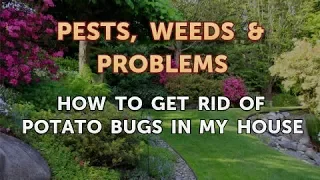 How to Get Rid of Potato Bugs in My House