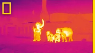 How Infrared Technology Could Help Fight Wildlife Poaching | National Geographic
