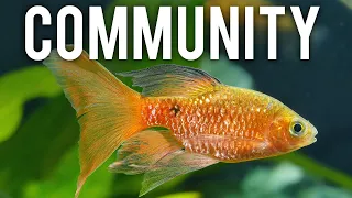 Top 10 Underappreciated Community Fish You Need to Try #aquariumcoop