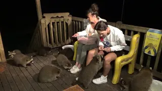 Bree and her mom feeding the baby raccoons