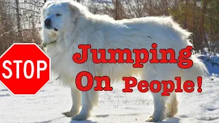 How to get your Great Pyrenees to stop jumping on people.