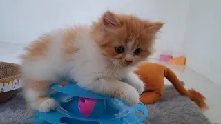 The kitten sitting on top of its toy is very cute