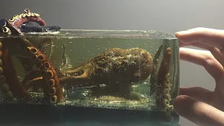 kraken vs Shark Diorama / Polymer clay/ Epoxy Resin