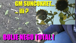 Kao da je GM SUNCOKRET  u BANATU  - o čemu se tu RADI - postoji li nešto BOLJE ,TOTALNO ČIST USEV!