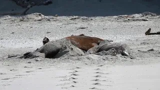 Whakahao/New Zealand sea lions (Phocarctos hookeri), Allans Beach