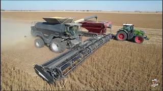 FENDT IDEAL 8 Combine with a 50 FOOT WIDE MacDon FD250 head. Illinois Soybean Harvest