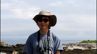 Ile aux Moutons : un refuge breton pour les sternes - Bretagne Vivante