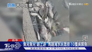 魚兒魚兒「路上游」 馬路淹水民眾撈「10隻吳郭魚」｜TVBS新聞 @TVBSNEWS02