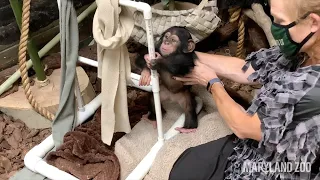 Why is it important that baby chimp Maisie meets her surrogate mom as soon as possible?