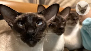 6 cats in the house is an ocean of emotions 😁😂😁 oriental cats | cat family | playful cats 😁