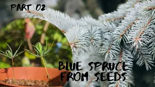 How to grow blue spruce from seeds | How to grow a Christmas tree from seeds | Repotting | part 2
