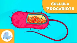 Le cellule procariote e le loro parti - Scienze Naturali - Video didattico per bambini