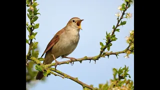 Nightingale Song Relaxing Sounds