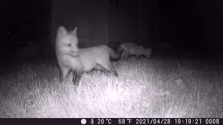 Mother fox and kits 4-28-21 - highlights