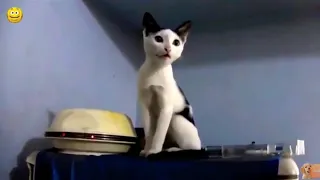 Коты  поют Despacito