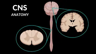 Overview of the CNS (Pars, Neurons, Neuroglia, White and Grey Matter, Development) - Anatomy