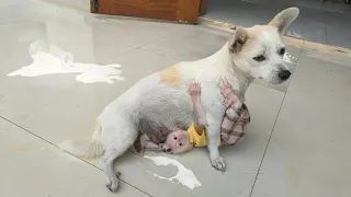 Baby monkey Su, KuKu, MiMi, Puppy and Mother Dog - Cute and Funny Compilation