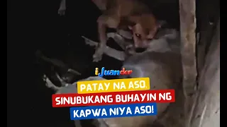 Patay na aso, sinubukang buhayin ng kapwa niya aso! | I Juander