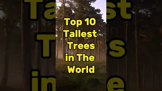 Top 10 tallest trees in the world🌳 #shorts #youtubeshorts #youtube #youtuber #viral