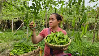 Harvesting Dragon Beans Goes to market sell - Cooking - Dog care - Lý Thị Ca