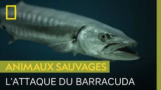 Cette kayakiste raconte comment elle s'est fait attaquer par un barracuda