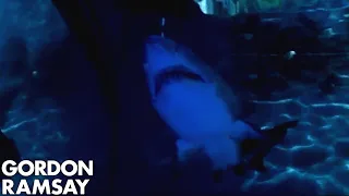 Shark extinction and its effect on ocean ecosystem | Gordon Ramsay