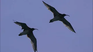 Les ornithos en balade