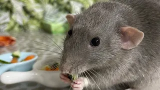 В инстаграм каждый день видео с крысами)