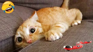 Funniest Animals 🤣 New Funny Cats and Dogs Videos 😹🐶 Part 9