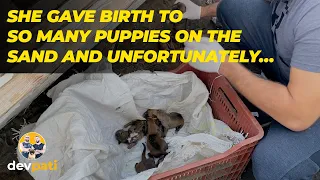 She gave birth to so many puppies on the sand and unfortunately...