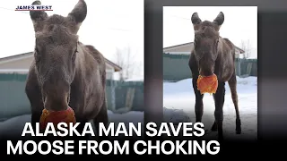 Alaska man saves young moose from choking on trash bag