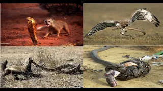 Хищники- которых обходят даже самые ядовитые змеи. Топ 10 охотников на змей. Top 10 snake killers.