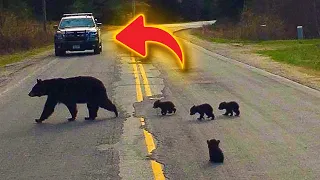 Cop pieces together the reason baby bear refuses to cross the road with its family