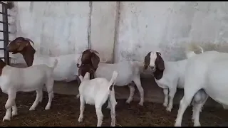 Продаются Бурские козы,только оптом (9штук)за 7500$,Туркестанская область,г.Сарыагаш,+77013130660