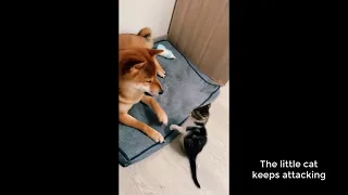 Full Video of Kitten aggressive fighting with Shiba dog