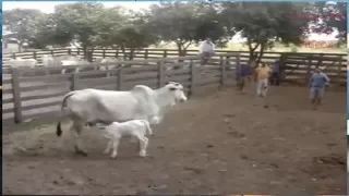 Mother Cow Protecting her New Born Baby From Being Separated from Her