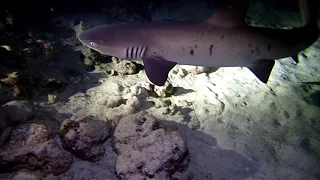 Shark Surprise