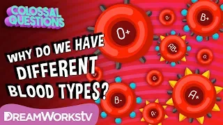 Why Do We Have Different Blood Types? | COLOSSAL QUESTIONS