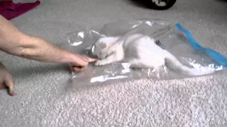 Кот и пакетик