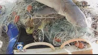 Violators wanted after sea turtles, reef shark, fish killed in illegal nets