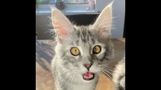 Cats Are Crazy😹 - Funny And Cute Cat Videos 2021- 2022😻- Don't Try To Hold Back Laughter!