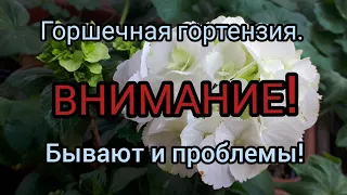 Домашняя ГОРТЕНЗИЯ макрофилла. Условия для успешного содержания.