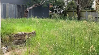 This lawn hasn't been touched in 6 Months! | Satisfying Transformation