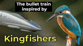 Kingfisher | Bullet train Inspired by the Kingfisher